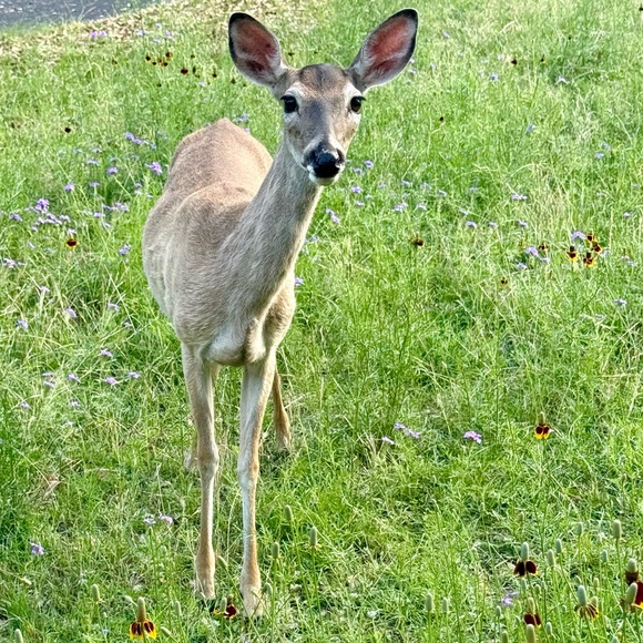 Meet your Posher, Ann - Picture 4 of 15